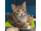 Adopt Sully (bonded To Mike) a Domestic Short Hair