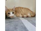 Adopt Phoenix a Domestic Short Hair