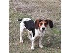 Adopt Mark Cuban a Beagle