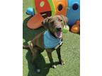 Adopt Wyatt a Mixed Breed