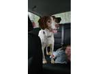 Adopt Tuck McNubbins a Brittany Spaniel