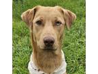Adopt Louie a Labrador Retriever, Mixed Breed