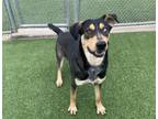 Adopt FLASH a German Shepherd Dog, Mixed Breed