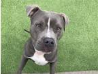 Adopt TANNER a American Staffordshire Terrier, Mixed Breed