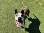 Adopt LEVI a American Staffordshire Terrier, Mixed Breed
