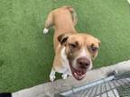 Adopt BUBA a American Staffordshire Terrier, Mixed Breed