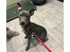 Adopt JUNE a American Staffordshire Terrier, Mixed Breed