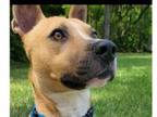 Adopt Radar a Black Mouth Cur