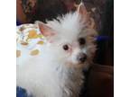 Adopt Alfie a Poodle, Yorkshire Terrier