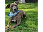Adopt Ricky II a Pit Bull Terrier