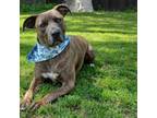 Adopt Ricky II a Pit Bull Terrier