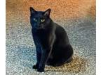 Adopt Tucker a Domestic Short Hair