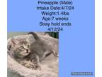 Adopt Pineapple a Domestic Short Hair