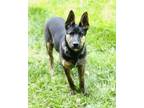 Adopt Chips Ahoy aka Chippy a German Shepherd Dog