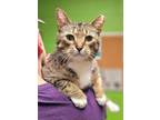 Adopt Vernon - $30 Adoption Fee and FREE Gift Bag a American Shorthair, Tabby