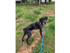 Adopt Blackie a Catahoula Leopard Dog, Mixed Breed