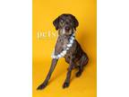 Adopt Blackie a Mixed Breed, Catahoula Leopard Dog