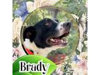 Adopt Brady a American Staffordshire Terrier, Pit Bull Terrier