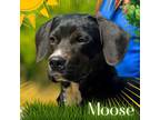 Adopt Moose a Labrador Retriever, Boxer