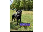 Adopt Norman a German Shepherd Dog, Labrador Retriever