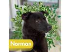 Adopt Norman a German Shepherd Dog, Labrador Retriever