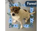 Adopt Forrest a Australian Cattle Dog / Blue Heeler, Staffordshire Bull Terrier