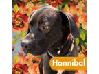 Adopt Hannibal a Labrador Retriever, Pointer
