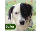 Adopt Sailor a Hound, Terrier