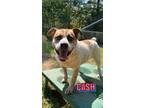 Adopt Cash a Australian Cattle Dog / Blue Heeler, Shepherd