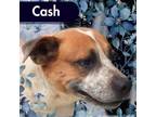 Adopt Cash a Australian Cattle Dog / Blue Heeler, Shepherd