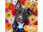 Adopt Doby a Doberman Pinscher, Pit Bull Terrier