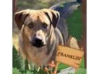 Adopt Franklin a Shepherd, Labrador Retriever