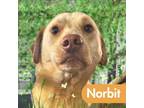 Adopt Norbit a Labrador Retriever