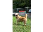 Adopt Norbit a Retriever, Australian Cattle Dog / Blue Heeler