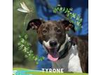 Adopt Tyrone a Whippet, Mixed Breed