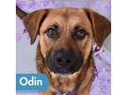 Adopt Odin a German Shepherd Dog, Terrier