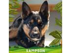Adopt Sampson a German Shepherd Dog