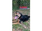 Adopt Elwood a German Shepherd Dog, Australian Shepherd