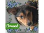 Adopt Elwood a German Shepherd Dog, Australian Shepherd