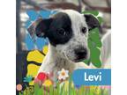 Adopt Levi a Australian Cattle Dog / Blue Heeler