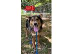 Adopt Jake a German Shepherd Dog, Australian Shepherd