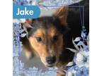 Adopt Jake a German Shepherd Dog, Australian Shepherd