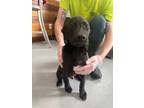 Adopt Jet a Labrador Retriever
