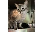 Adopt Munraty a Domestic Short Hair