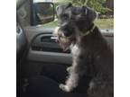 Adopt Neal a Schnauzer