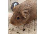 Adopt CINNAMON a Guinea Pig