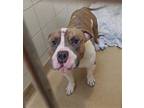 Adopt DALLAS a Pit Bull Terrier