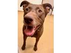 Adopt HERSHEY a Labrador Retriever