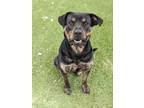 Adopt Ronnie 283-24 a Rottweiler, Mixed Breed