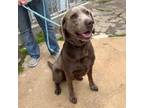 Adopt Dublin a Chocolate Labrador Retriever